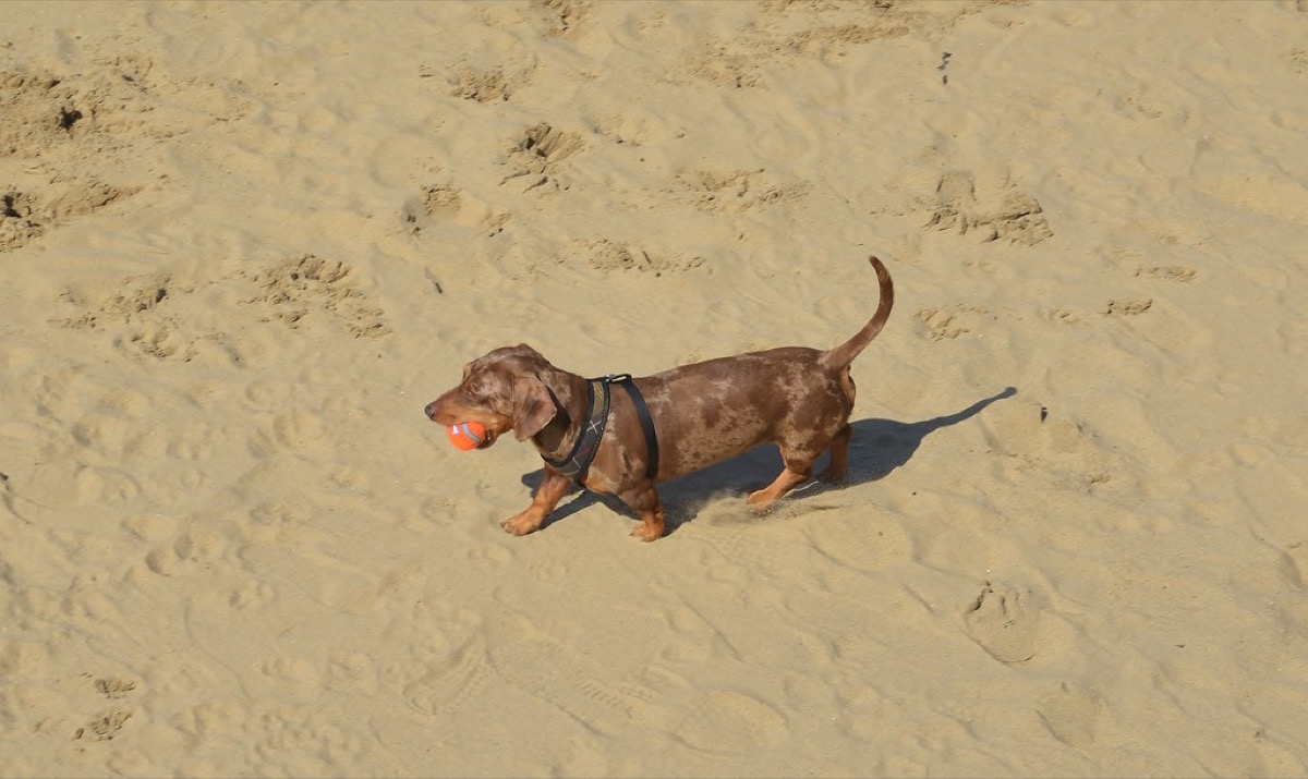 A dachshund running outdoors