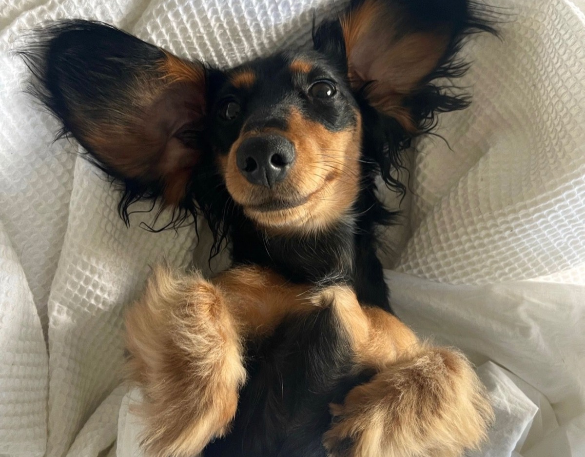 A long-haired dachshund showing off its coat