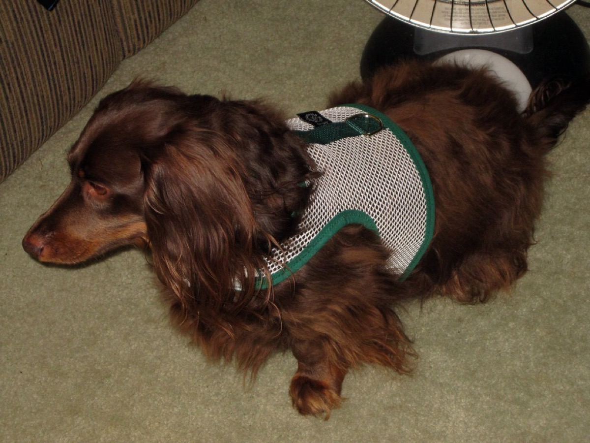 A long-haired dachshund wearing a green mesh step-in harness