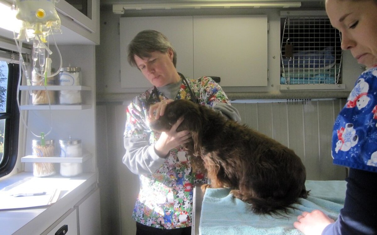 A dachshund being gently examined by a veterinarian
